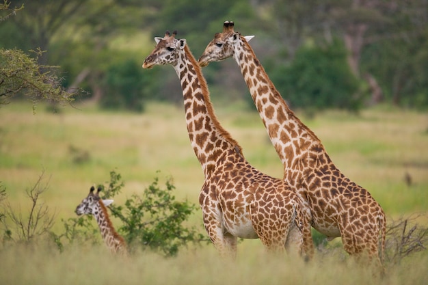 Groupe de girafes dans la savane.