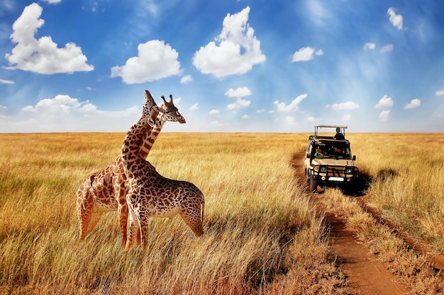 Groupe de girafes sauvages dans la savane africaine