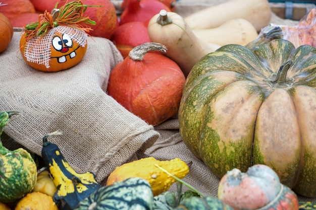 Un groupe de gourdes colorées à Friedrichsdorf