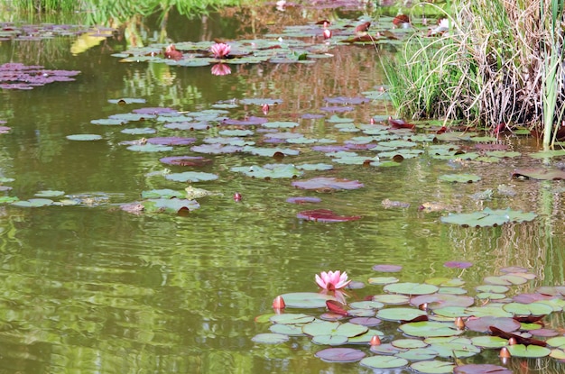 Groupe de grenouilles et fleurs de nénuphar rose sur la surface d'un petit étang