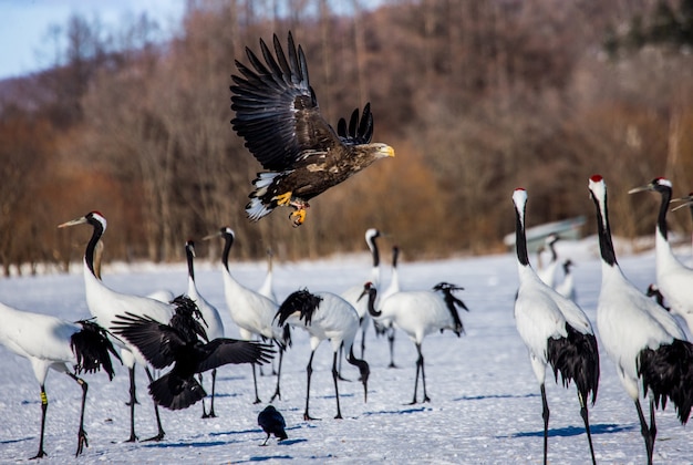 Groupe de grues japonaises sont debout sur la neige