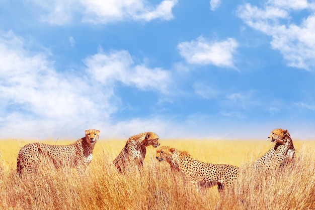 Groupe de guépards dans la savane africaine