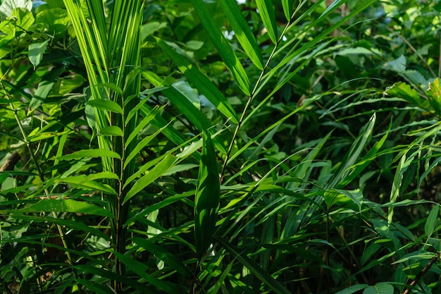 Un groupe d'herbes et de plantes