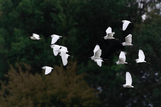 un groupe de hérons volant