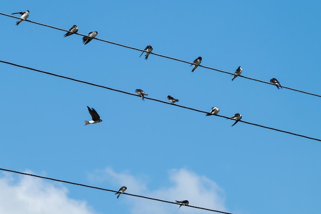 Un groupe d'hirondelles est assis sur des fils les hirondelles nettoient leurs plumes veillent à dormir les hirondelles rustiques adultes et poussins sur fond de ciel bleu