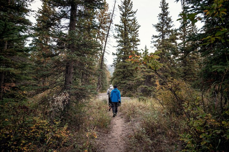 Photo groupe d'homme voyageur marchant dans une forêt de pins profonds à l'automne au parc national banff