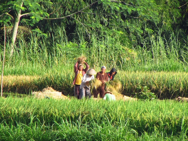 Un groupe d'hommes se tient debout dans un champ avec de hautes herbes et des arbres en arrière-plan.