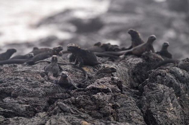 Photo un groupe d'iguanes se reposant et prenant le soleil sur des rochers sur l'île isabela dans l'archipel des galapagos