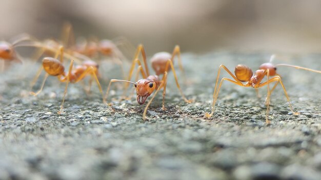 Un groupe d'insectes oranges se trouve au sol, dont l'un d'entre eux est un groupe de fourmis oranges.