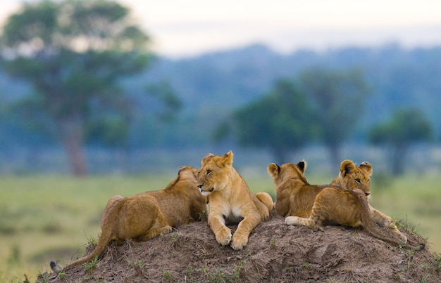 Groupe de jeunes lions sur la colline. Parc national. Kenya. Tanzanie. Masai Mara. Serengeti.