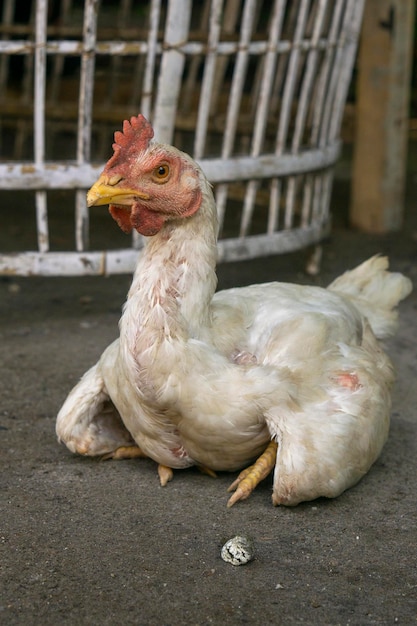 un groupe de jeunes poulets mangeant tout en regardant les environs