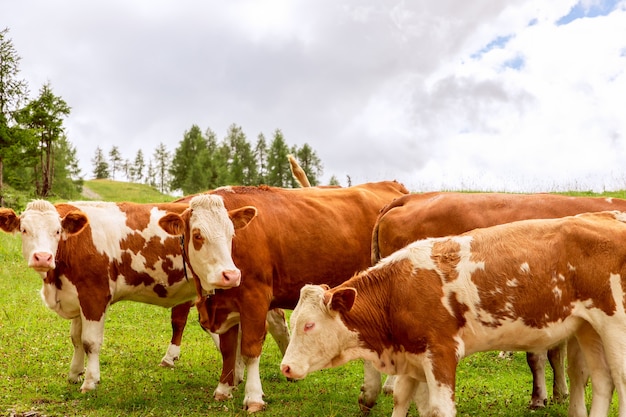 Groupe de jeunes vaches rouges sur un pâturage dans les Alpes italiennes.