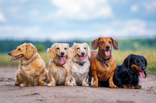 Groupe joyeux et mignon de chiens de petite race sur fond de nature. Animaux domestiques.