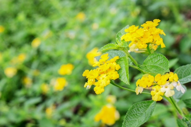 Groupe de Lantana Camara