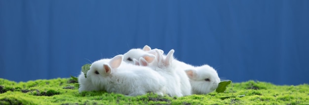 groupe de lapin blanc sur l'herbe