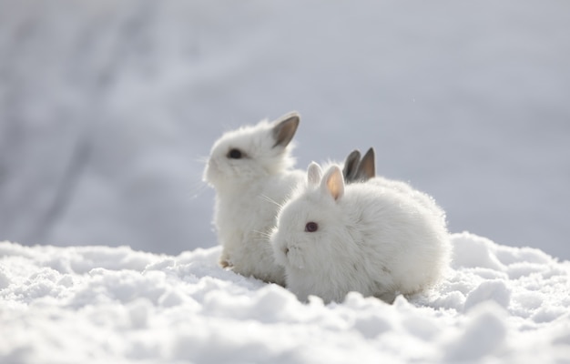 groupe de lapins dans la neige