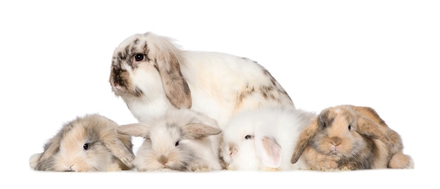 Photo groupe de lapins isolés