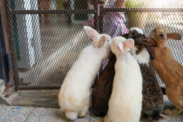 Un groupe de lapins mange dans une cage.