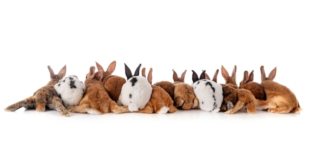 Groupe de lapins rex