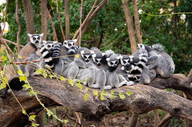 Photo groupe de lémuriens catta assis et étreignant sur un tronc d'arbre