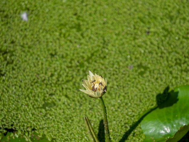 Groupe de lotus sous le soleil et arrière-plan flou dans la piscine