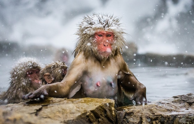 Groupe de macaques japonais sont assis dans l'eau dans une source chaude