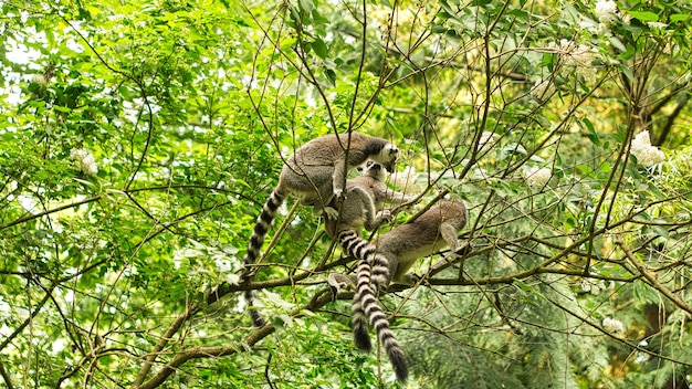 Un groupe de maki jouant dans l'arbre