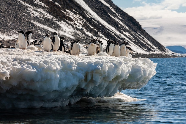 Groupe de manchots Adélie Péninsule Antarctique en Antarctique