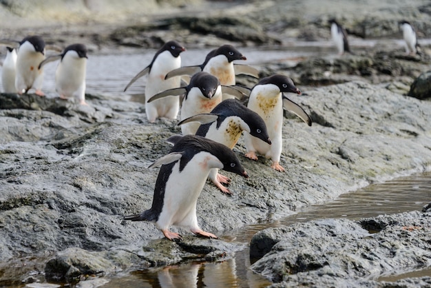 Groupe de manchots Adélie sur la plage en Antarctique