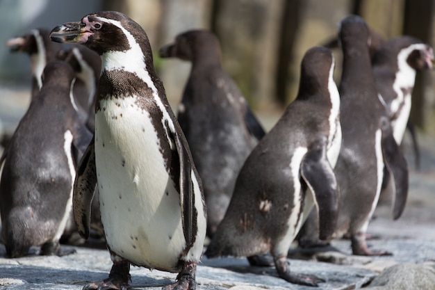 Groupe de manchots de Humboldt