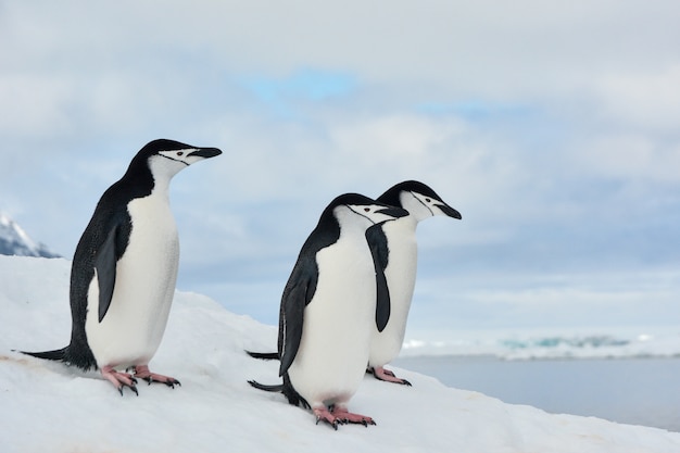 Groupe de manchots à jugulaire en Antarctique avec nuages et mer