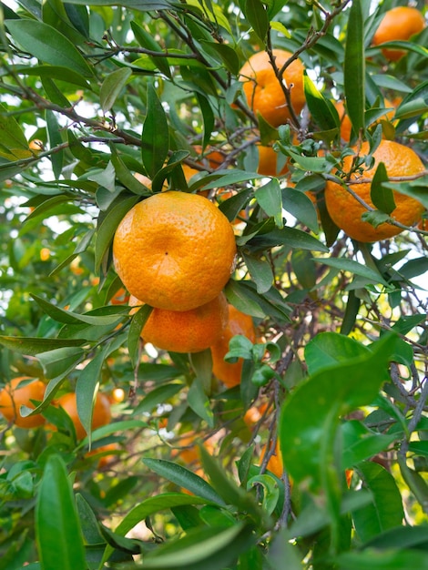 Groupe de mandarines orange mûre accrochée à un arbre