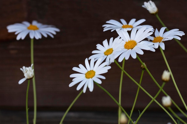 Un groupe de marguerites de fleurs de marguerite sur un fond en bois