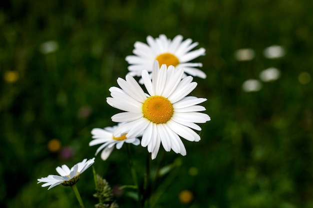 Un groupe de marguerites spontanées Photo de haute qualité