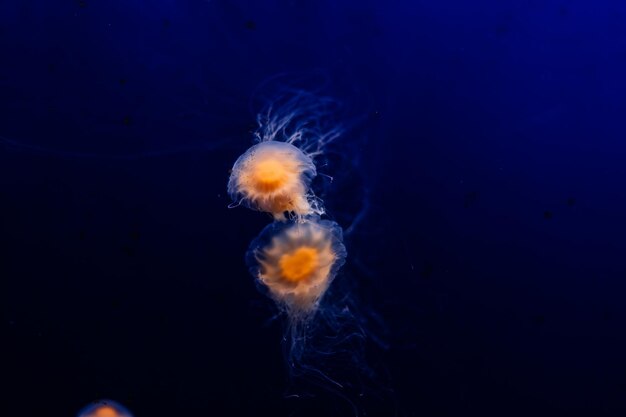 Un groupe de méduses bleu clair nageant dans une eau
