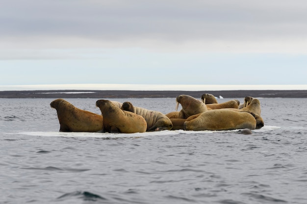 Groupe de morses reposant sur la banquise en mer arctique.