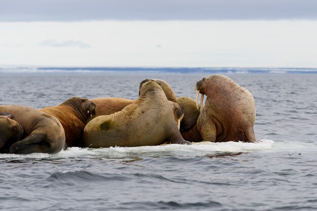 Groupe de morses reposant sur la banquise en mer arctique.