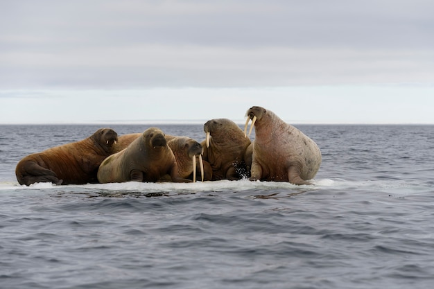 Groupe de morses reposant sur la banquise en mer arctique.