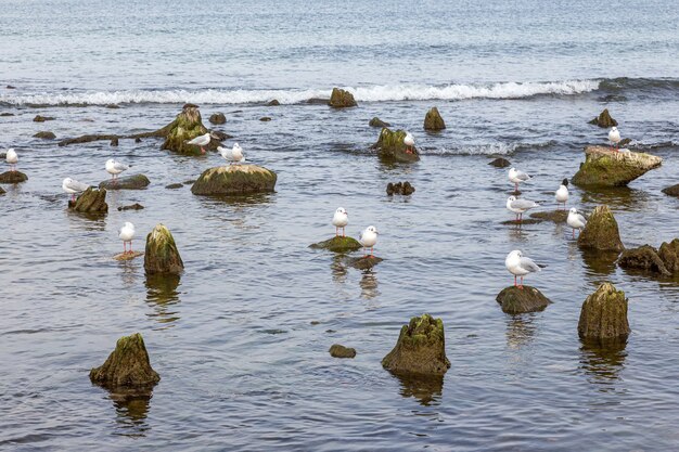 Un groupe de mouettes assis sur des rochers et des arbres sortant de l'eau