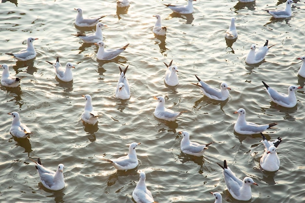 Groupe de mouettes sur l'eau au coucher du soleil