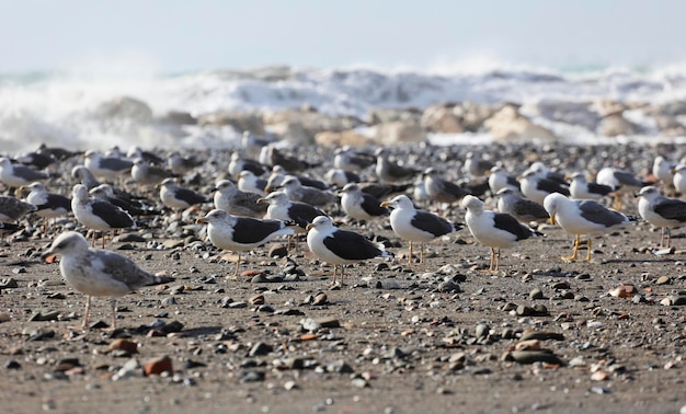 Groupe de mouettes sur la plage