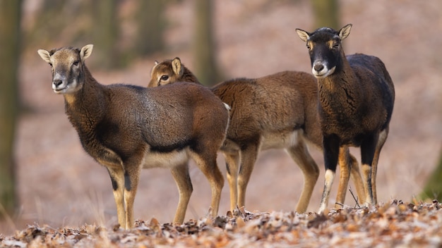 Groupe de mouflons à l'intérieur de la forêt en automne nature.