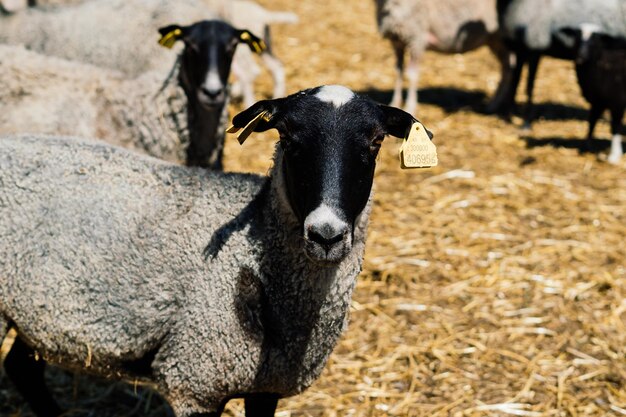 Groupe d'un mouton drôle. Portrait de moutons à la ferme.