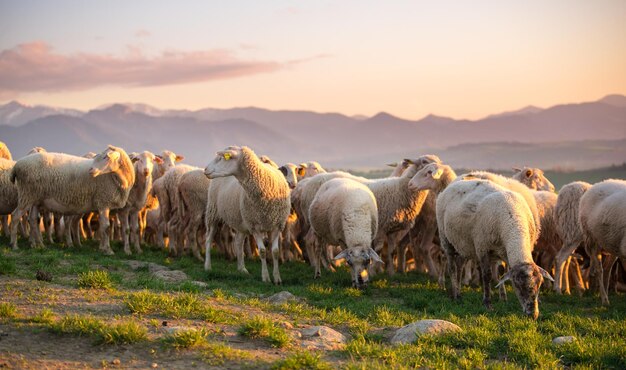 Groupe de moutons sur l'herbe verte. Ferme de moutons.