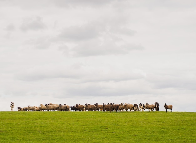 Un groupe de moutons noirs et blancs paissent sur un concept d'élevage et d'agriculture de prairie verte