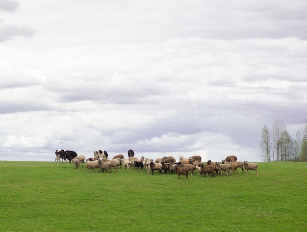 Un groupe de moutons noirs et blancs paissent sur un concept d'élevage et d'agriculture de prairie verte