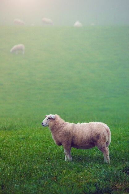 Groupe de moutons sur un pré vert brumeux