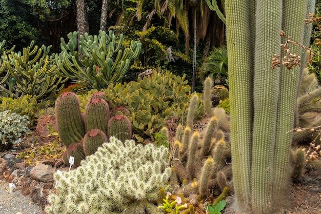 Un groupe de nombreux beaux cactus dans un jardin botanique Concept de plantes tropicales