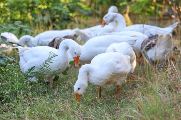 Photo un groupe d'oies blanches se promène dans le jardin.