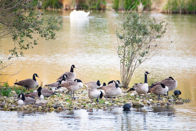 Groupe d'oies canadiennes dans la zone humide Haff Reimech au Luxembourg, oiseaux aquatiques au rivage, branta